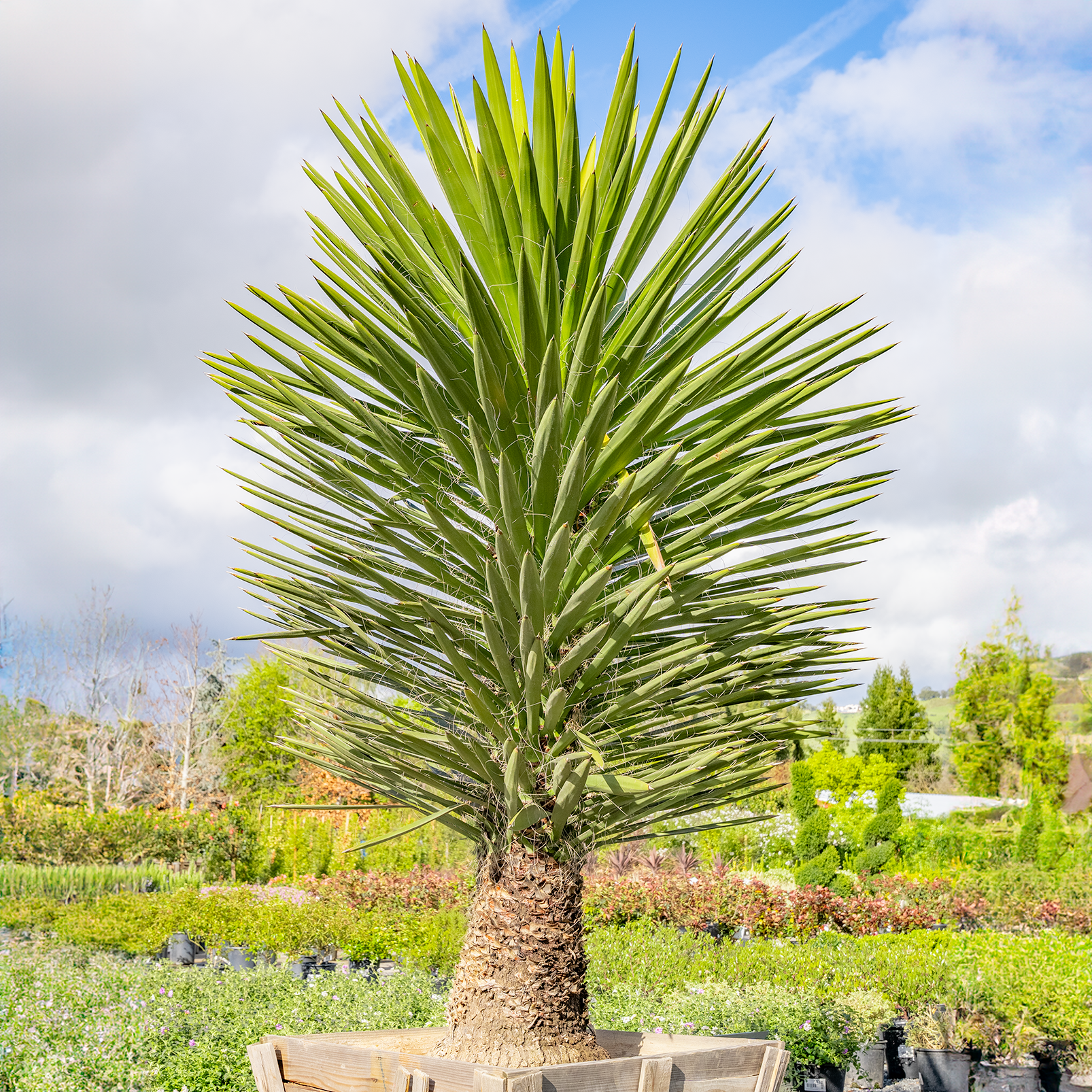 Spanish Dagger - Yucca